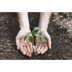 Campo Largo adere ao Projeto Brasil Sustentável e visa ser território carbono zero até 2030